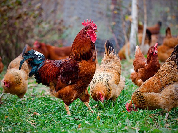 Породы куриц | ЗооТом - продажа, вязка и услуги для животных в Октябрьске