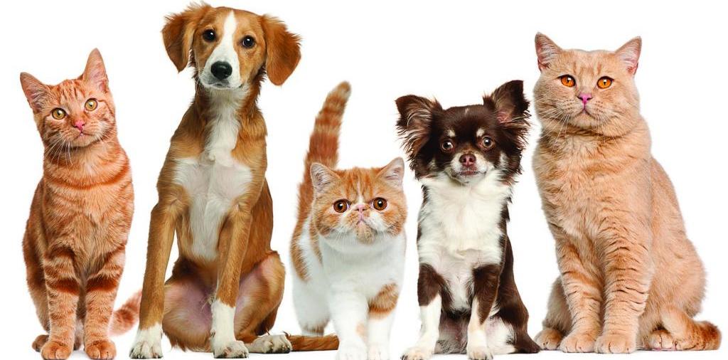 Доска объявлений о животных | ЗооТом - продажа, вязка и услуги для животных в Октябрьске