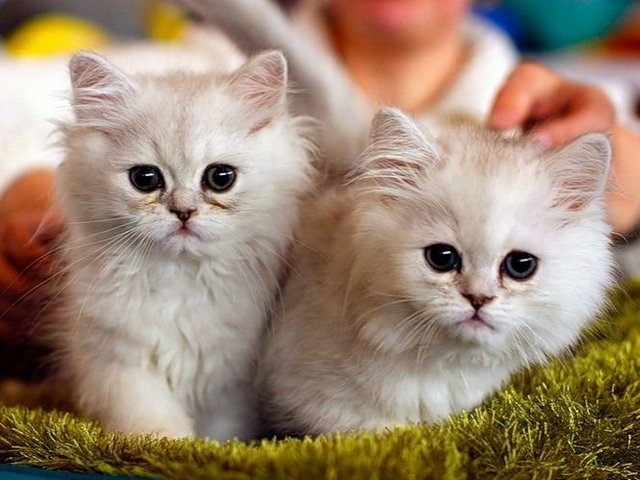 Породы кошек в Октябрьске | ЗооТом портал о животных