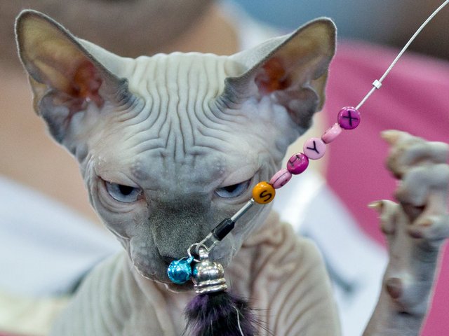 Выставки кошек в Октябрьске | ЗооТом портал о животных