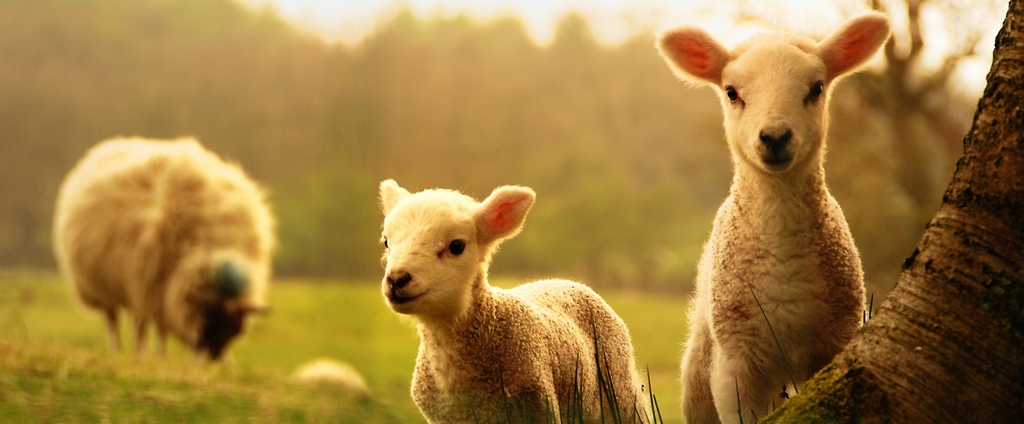 Объявления о сельскохозяйственных животных | ЗооТом - продажа, вязка и услуги для животных в Октябрьске